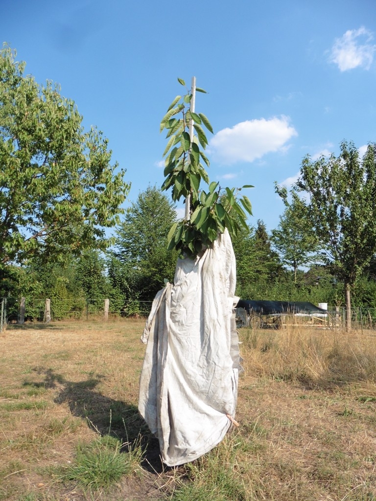 Jonge boomen ingepakt; Tegen de extreme droogte en felle zon; 24 juli 2018
